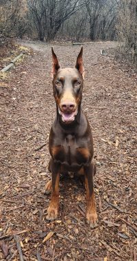 The Brown doberman dog reminds estate planning lawyers about pet trusts